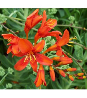 Crocosmia A Fiore Grande Babylon