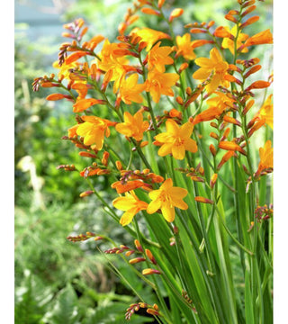Crocosmia A Fiore Grande Columbus