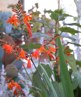 Crocosmia A Fiore Grande Emberglow