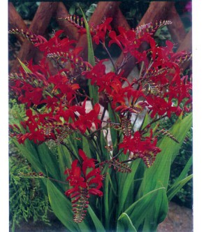 Crocosmia A Fiore Grande Lucifer