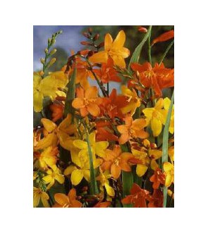Crocosmia A Fiore Grande Miscuglio