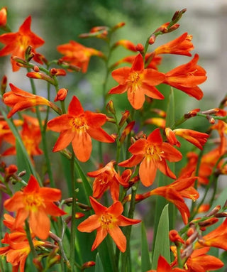 Crocosmia A Fiore Piccolo Carmine Brilliant