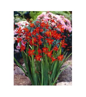 Crocosmia A Fiore Piccolo Fire King