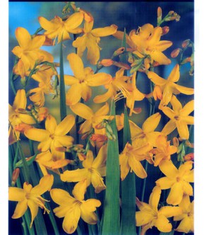 Crocosmia A Fiore Piccolo George Davidson