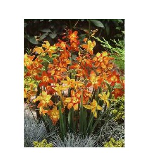 Crocosmia A Fiore Piccolo Miscuglio