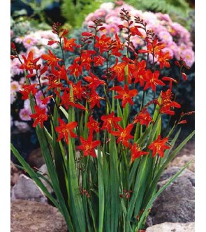 Crocosmia A Fiore Piccolo Red King