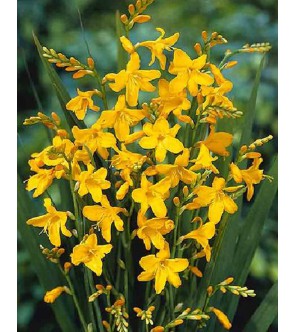 Crocosmia A Fiore Grande Buttercups