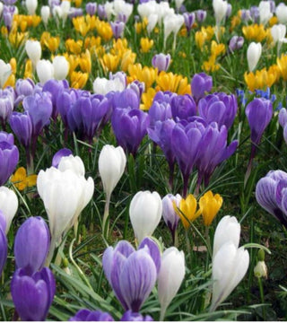 Crocus a fioritura media miscuglio