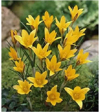 Crocus Angustifolius