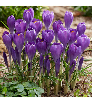 Crocus Blue Ocean NOVITA'