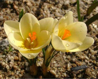 Crocus Chrysanthus Cream Beauty
