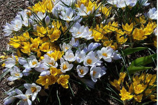 Crocus Chrysanthus in Miscuglio