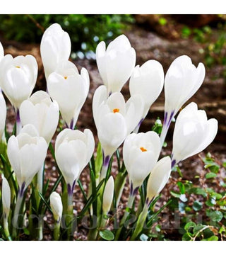 Crocus Ice Queen NOVITA'