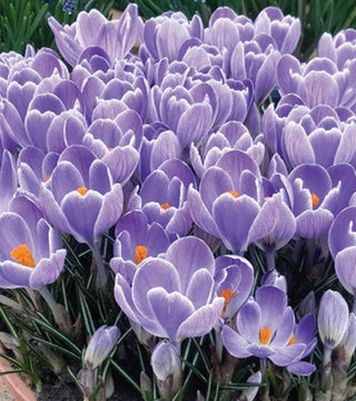 Crocus Striped Bird NOVITA'