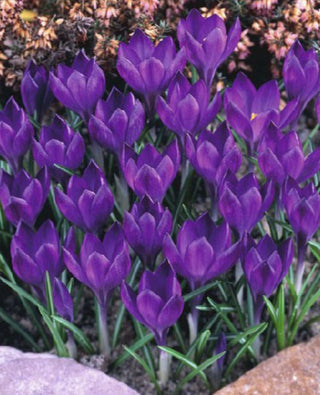 Crocus Tommasinianus