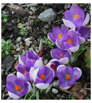 Crocus Yalta