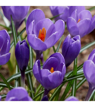Crocus Aqua NOVITA'