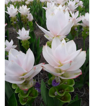 Curcuma Alismatifolia Bianca