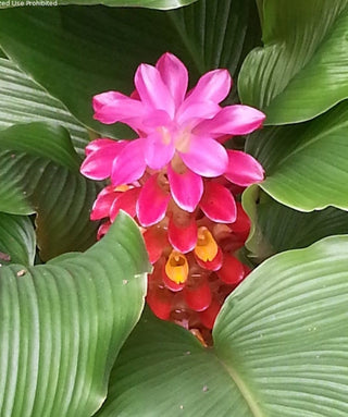 Curcuma Aurantiaca