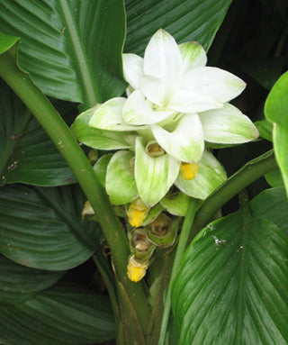Curcuma Longa