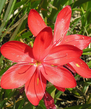 Cyrtanthus Mackenii Rosso