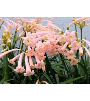 Cyrtanthus Mackenii Rosa