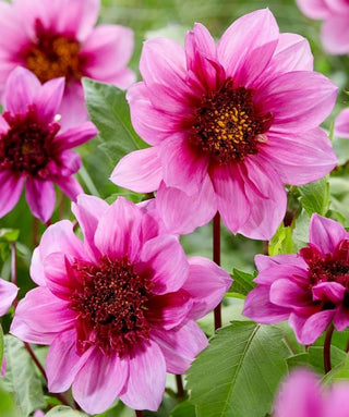 Dalia A Fior D'anemone Blue Bayou