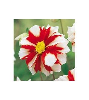 Dalia Decorativa Fire and Ice