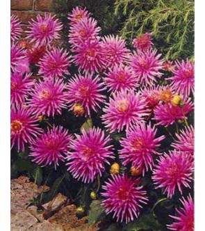 Dalia Border Nana Park Princess