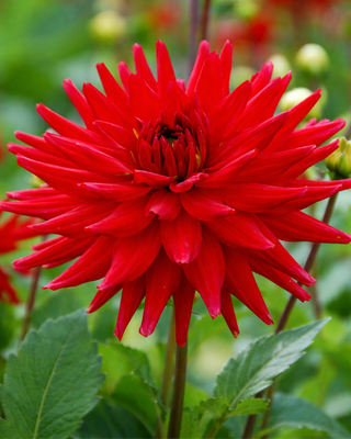 DALIA BORDER NANA RED PIGMY