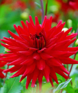 Dalia Border Nana Red Pigmy