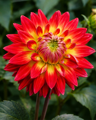 DALIA CACTUS BORA BORA