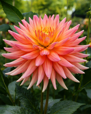 DALIA CACTUS FELIDA SOLAR