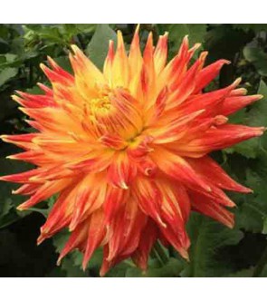 Dalia Cactus Marta