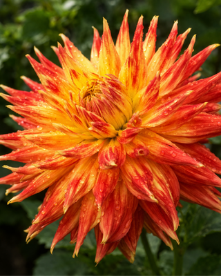 DALIA CACTUS MARTA