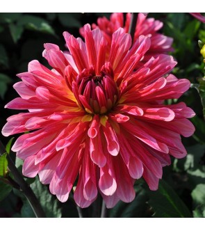 Dalia Cactus Missis Dutch