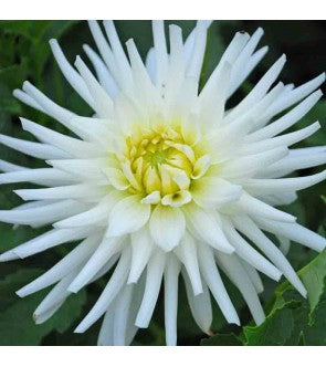 Dalia Cactus My Love