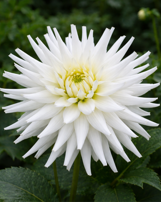 DALIA CACTUS MY LOVE