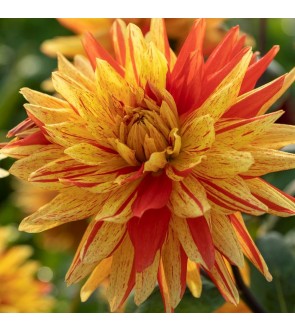 Dalia Cactus Striped Vulcan