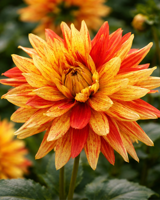DALIA CACTUS STRIPED VULCAN