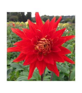 Dalia Cactus Vulcan