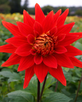 DALIA CACTUS VULCAN