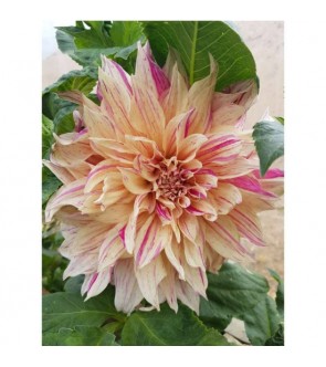 Dalia Decorativa Cafè Au Lait Twist