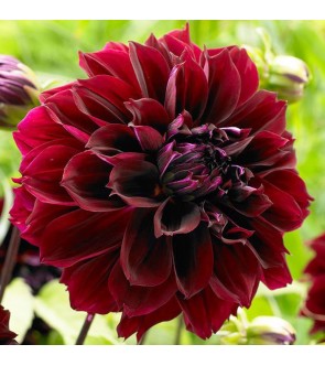 Dalia Decorativa Dark Fubuki