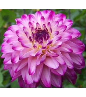 Dalia Decorativa Ada's Attraction