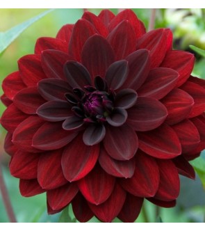 Dalia Decorativa Arabian Night