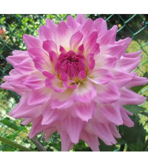 Dalia Decorativa Arbatax