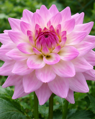 DALIA DECORATIVA ARBATAX