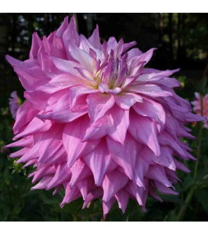 Dalia Decorativa Arthur Hambley