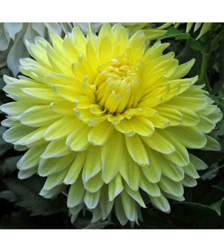 Dalia Decorativa Bilbao